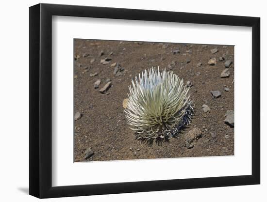 Endangered and Endemic Silversword at Haleakala Volcano Crater (Argyroxiphium Sandwicense Macroceph-Reinhard Dirscherl-Framed Photographic Print