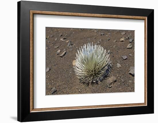 Endangered and Endemic Silversword at Haleakala Volcano Crater (Argyroxiphium Sandwicense Macroceph-Reinhard Dirscherl-Framed Photographic Print