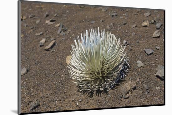 Endangered and Endemic Silversword at Haleakala Volcano Crater (Argyroxiphium Sandwicense Macroceph-Reinhard Dirscherl-Mounted Photographic Print