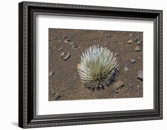 Endangered and Endemic Silversword at Haleakala Volcano Crater (Argyroxiphium Sandwicense Macroceph-Reinhard Dirscherl-Framed Photographic Print