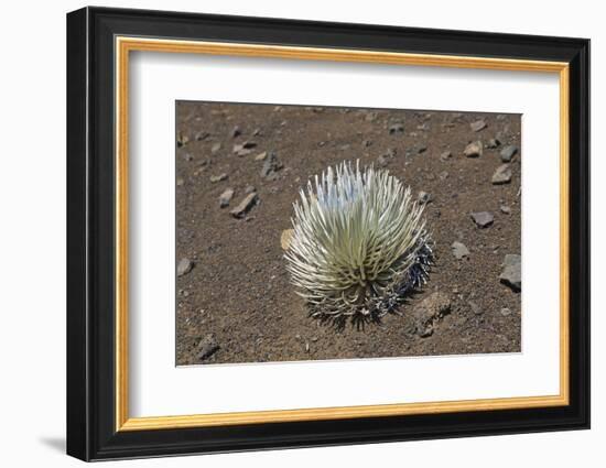 Endangered and Endemic Silversword at Haleakala Volcano Crater (Argyroxiphium Sandwicense Macroceph-Reinhard Dirscherl-Framed Photographic Print