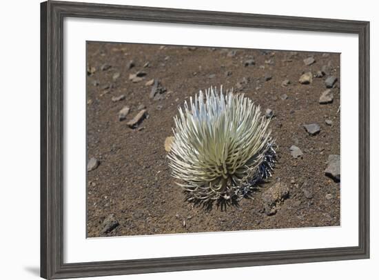 Endangered and Endemic Silversword at Haleakala Volcano Crater (Argyroxiphium Sandwicense Macroceph-Reinhard Dirscherl-Framed Photographic Print