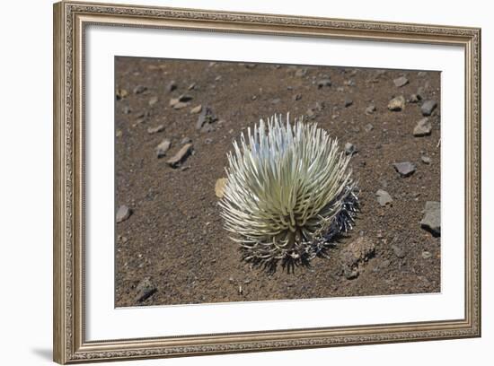 Endangered and Endemic Silversword at Haleakala Volcano Crater (Argyroxiphium Sandwicense Macroceph-Reinhard Dirscherl-Framed Photographic Print