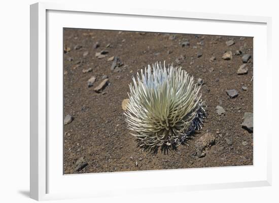 Endangered and Endemic Silversword at Haleakala Volcano Crater (Argyroxiphium Sandwicense Macroceph-Reinhard Dirscherl-Framed Photographic Print