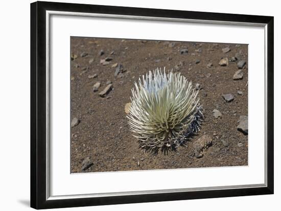 Endangered and Endemic Silversword at Haleakala Volcano Crater (Argyroxiphium Sandwicense Macroceph-Reinhard Dirscherl-Framed Photographic Print