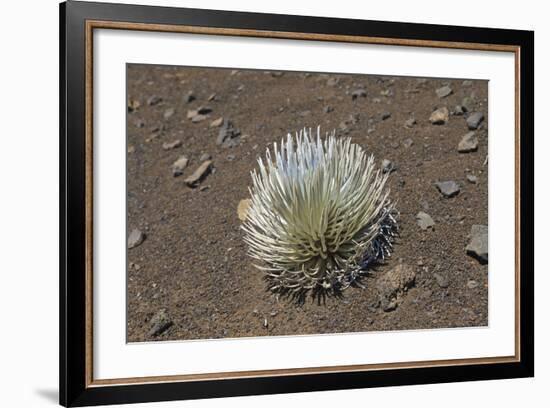 Endangered and Endemic Silversword at Haleakala Volcano Crater (Argyroxiphium Sandwicense Macroceph-Reinhard Dirscherl-Framed Photographic Print