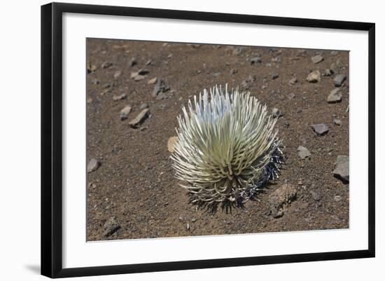 Endangered and Endemic Silversword at Haleakala Volcano Crater (Argyroxiphium Sandwicense Macroceph-Reinhard Dirscherl-Framed Photographic Print