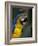 Endangered Blue and Gold Macaw, Costa Rica-Stuart Westmoreland-Framed Photographic Print