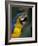 Endangered Blue and Gold Macaw, Costa Rica-Stuart Westmoreland-Framed Photographic Print