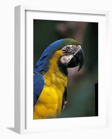 Endangered Blue and Gold Macaw, Costa Rica-Stuart Westmoreland-Framed Photographic Print