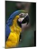 Endangered Blue and Gold Macaw, Costa Rica-Stuart Westmoreland-Mounted Photographic Print