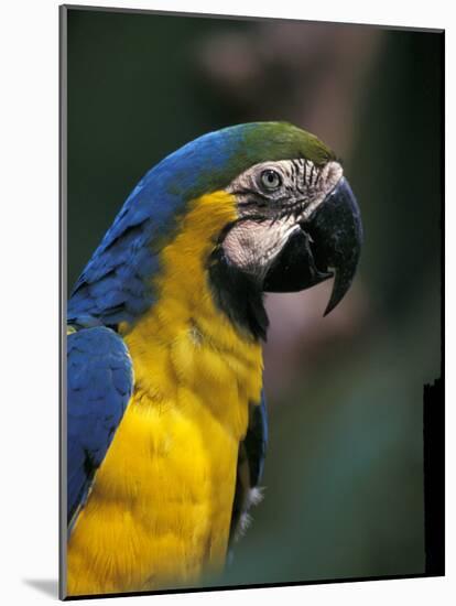 Endangered Blue and Gold Macaw, Costa Rica-Stuart Westmoreland-Mounted Photographic Print