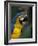 Endangered Blue and Gold Macaw, Costa Rica-Stuart Westmoreland-Framed Photographic Print