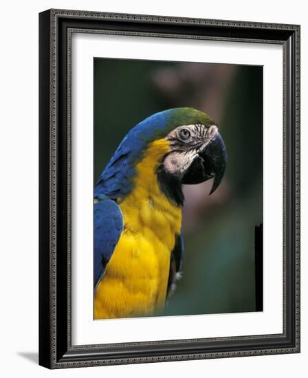 Endangered Blue and Gold Macaw, Costa Rica-Stuart Westmoreland-Framed Photographic Print