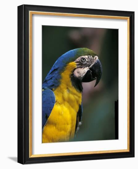 Endangered Blue and Gold Macaw, Costa Rica-Stuart Westmoreland-Framed Photographic Print