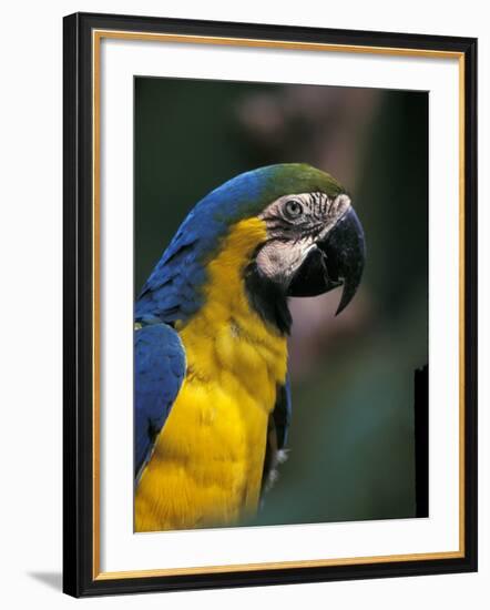 Endangered Blue and Gold Macaw, Costa Rica-Stuart Westmoreland-Framed Photographic Print