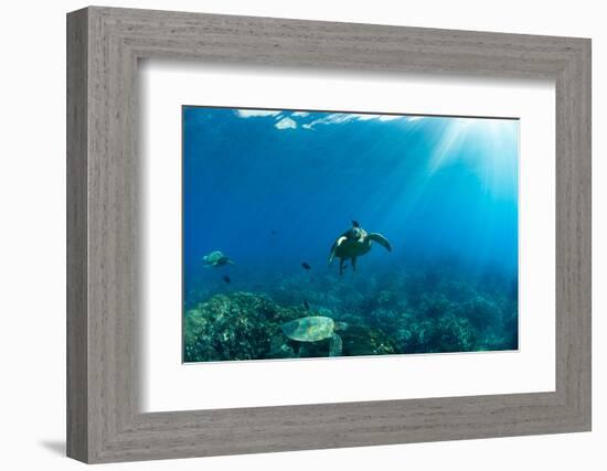 Endangered Green Sea Turtles over Coral Reef in the Pacific Ocean, Hawaii, USA-null-Framed Photographic Print