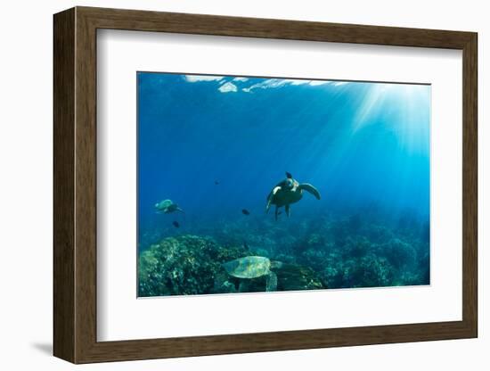 Endangered Green Sea Turtles over Coral Reef in the Pacific Ocean, Hawaii, USA-null-Framed Photographic Print