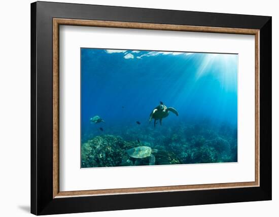 Endangered Green Sea Turtles over Coral Reef in the Pacific Ocean, Hawaii, USA-null-Framed Photographic Print