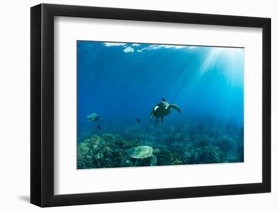 Endangered Green Sea Turtles over Coral Reef in the Pacific Ocean, Hawaii, USA-null-Framed Photographic Print