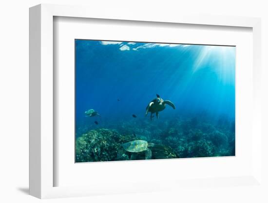 Endangered Green Sea Turtles over Coral Reef in the Pacific Ocean, Hawaii, USA-null-Framed Photographic Print