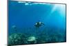 Endangered Green Sea Turtles over Coral Reef in the Pacific Ocean, Hawaii, USA-null-Mounted Photographic Print