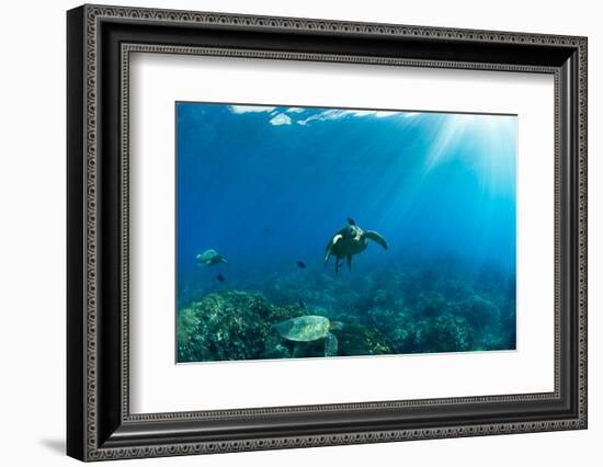 Endangered Green Sea Turtles over Coral Reef in the Pacific Ocean, Hawaii, USA-null-Framed Photographic Print