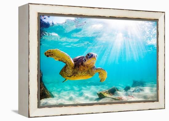 Endangered Hawaiian Green Sea Turtle Cruising in the Warm Waters of the Pacific Ocean in Hawaii-Shane Myers Photography-Framed Premier Image Canvas