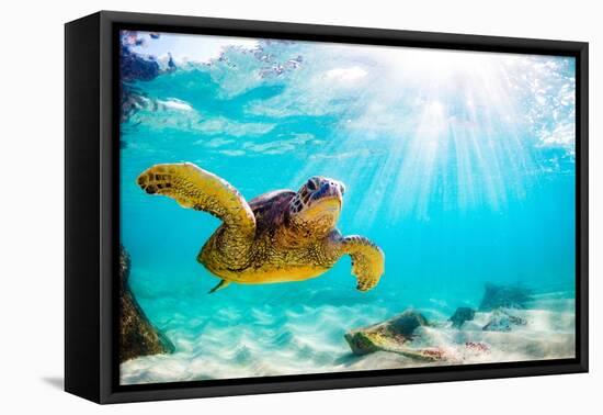 Endangered Hawaiian Green Sea Turtle Cruising in the Warm Waters of the Pacific Ocean in Hawaii-Shane Myers Photography-Framed Premier Image Canvas