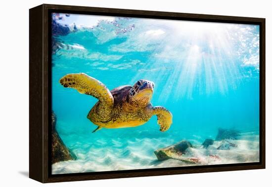 Endangered Hawaiian Green Sea Turtle Cruising in the Warm Waters of the Pacific Ocean in Hawaii-Shane Myers Photography-Framed Premier Image Canvas