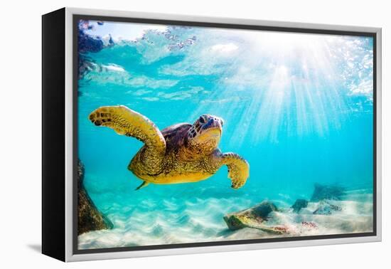 Endangered Hawaiian Green Sea Turtle Cruising in the Warm Waters of the Pacific Ocean in Hawaii-Shane Myers Photography-Framed Premier Image Canvas