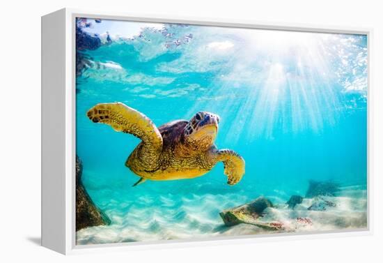 Endangered Hawaiian Green Sea Turtle Cruising in the Warm Waters of the Pacific Ocean in Hawaii-Shane Myers Photography-Framed Premier Image Canvas