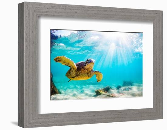 Endangered Hawaiian Green Sea Turtle Cruising in the Warm Waters of the Pacific Ocean in Hawaii-Shane Myers Photography-Framed Photographic Print