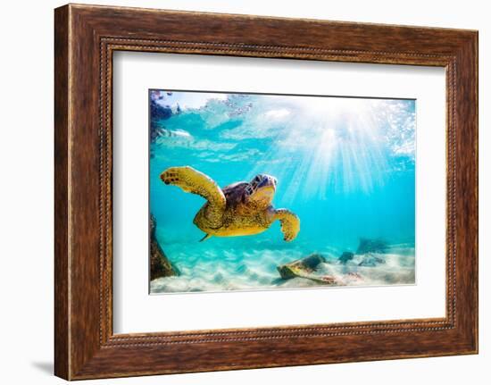 Endangered Hawaiian Green Sea Turtle Cruising in the Warm Waters of the Pacific Ocean in Hawaii-Shane Myers Photography-Framed Photographic Print