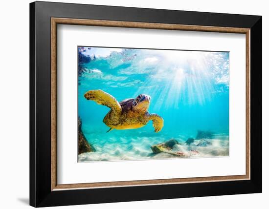 Endangered Hawaiian Green Sea Turtle Cruising in the Warm Waters of the Pacific Ocean in Hawaii-Shane Myers Photography-Framed Photographic Print