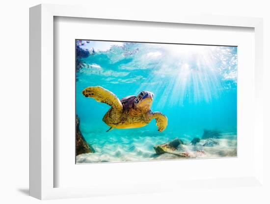 Endangered Hawaiian Green Sea Turtle Cruising in the Warm Waters of the Pacific Ocean in Hawaii-Shane Myers Photography-Framed Photographic Print