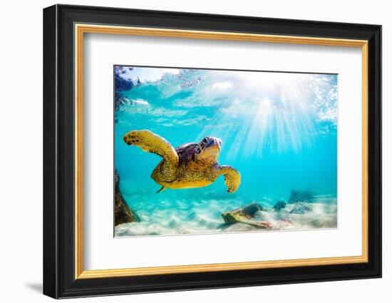 Endangered Hawaiian Green Sea Turtle Cruising in the Warm Waters of the Pacific Ocean in Hawaii-Shane Myers Photography-Framed Photographic Print