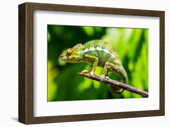 Endemic Chameleon of Madagascar on a Branch-Luca Bertalli-Framed Photographic Print