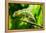 Endemic Chameleon of Madagascar on a Branch-Luca Bertalli-Framed Premier Image Canvas