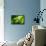 Endemic Chameleon of Madagascar on a Branch-Luca Bertalli-Framed Premier Image Canvas displayed on a wall