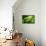 Endemic Chameleon of Madagascar on a Branch-Luca Bertalli-Framed Premier Image Canvas displayed on a wall