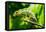 Endemic Chameleon of Madagascar on a Branch-Luca Bertalli-Framed Premier Image Canvas
