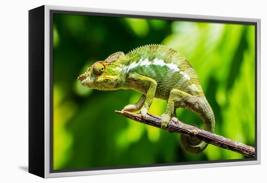 Endemic Chameleon of Madagascar on a Branch-Luca Bertalli-Framed Premier Image Canvas