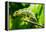 Endemic Chameleon of Madagascar on a Branch-Luca Bertalli-Framed Premier Image Canvas