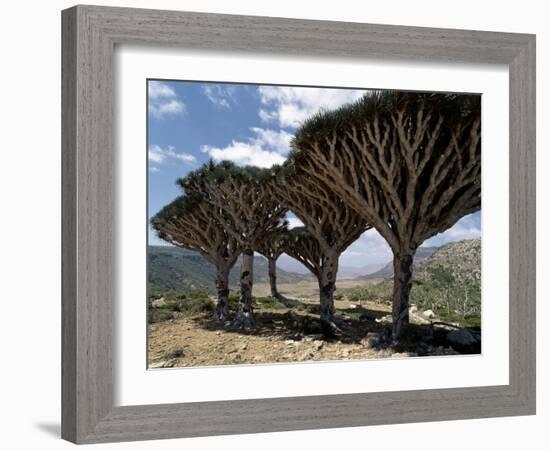 Endemic Dragon's Blood Trees Grow Among Socotran Desert Roses in the Homhil Mountains-Nigel Pavitt-Framed Photographic Print