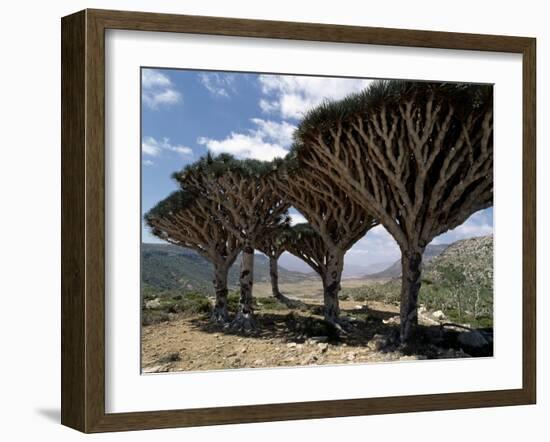 Endemic Dragon's Blood Trees Grow Among Socotran Desert Roses in the Homhil Mountains-Nigel Pavitt-Framed Photographic Print