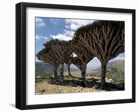 Endemic Dragon's Blood Trees Grow Among Socotran Desert Roses in the Homhil Mountains-Nigel Pavitt-Framed Photographic Print