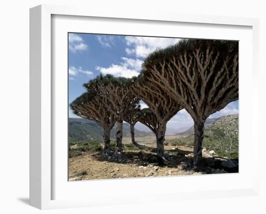 Endemic Dragon's Blood Trees Grow Among Socotran Desert Roses in the Homhil Mountains-Nigel Pavitt-Framed Photographic Print