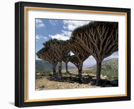 Endemic Dragon's Blood Trees Grow Among Socotran Desert Roses in the Homhil Mountains-Nigel Pavitt-Framed Photographic Print