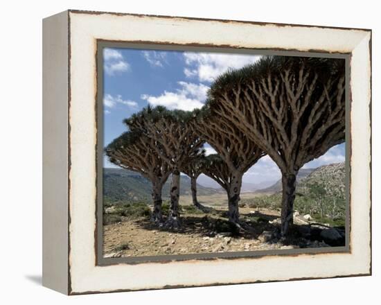 Endemic Dragon's Blood Trees Grow Among Socotran Desert Roses in the Homhil Mountains-Nigel Pavitt-Framed Premier Image Canvas